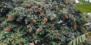 गोरखामा लिची बिक्रीबाट ११ करोड आम्दानी
