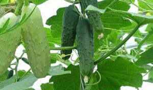 हुप्सेकोटका तीन हजार किसान काँक्रा बेचेर कमाउँदै