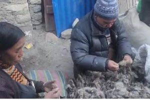 पश्मिनाको गुणस्तर सुधार गर्न किसानलाई खर्कमै तालिम