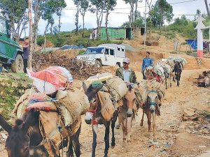 सडक सञ्जालमा जोडिएपछि हुम्लामा प्रयोगविहीन बने खच्चड