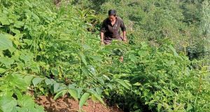 हरित क्रान्तिमा तेह्रथुमका किसान : अलैँचीखेती, फलफूलका बेर्ना उत्पादन र उत्तिसका गोलियाबाट आम्दानी