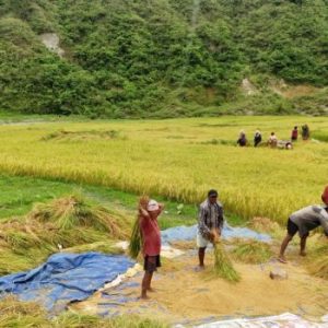 किसानलाई चैते धान थन्क्याउने चटारो
