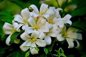 व्यावसायिक फूलखेतीबाट आत्मनिर्भर बन्दै भरतपुरका शुलभ